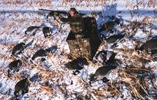 Canada Goose Hunting
